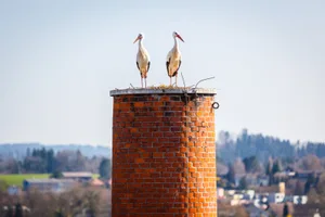 uster_27032017_storch_naz-3_preview Dieses Storchenpaar hat es sich im Frühling auf dem Kamin der Brauerei Uster gemütlich gemacht. (Archivbild: Nicolas Zonvi), Storchenexperte Max Zumbühl ist für die Beringung der Jungtiere in der Region zuständig. (Archivbild: Seraina Boner), Im Ustermer Zellwegerareal kümmert sich ein Storchenpaar um drei Jungtiere. (Archivbild: zvg), Max Zumbühl hat in diesem Jahr 150 Jungtiere beringt. (Archivbild: Nicolas Zonvi)