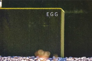 egg_kreisel_naz-6_preview Egg sagte Ja zu allen Geschäften. (Archivbild: Nicolas Zonvi)