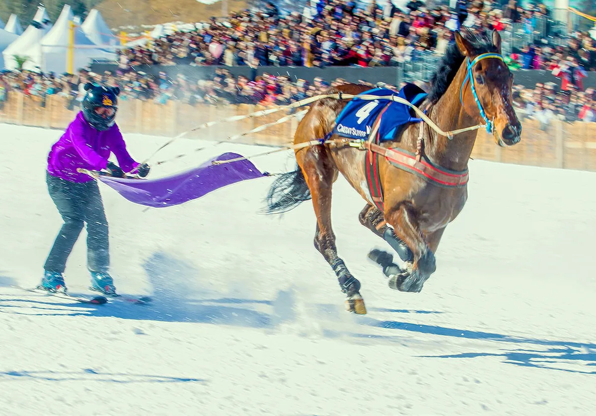 pinot_skikjoering_1_preview Eine seltene Disziplin: Skijöring-Rennen gibt es nur in St. Moritz. Im Bild der in Wald trainierte Pinot. (Foto: turffotos.ch), Carina Schneider (ganz links) bezeichnet den Sport als «interessante Abwechslung». (Foto: turffotos.ch)