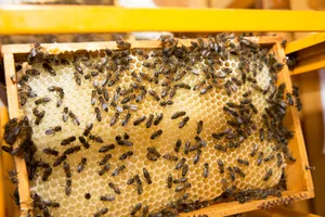 pfaeffikon_18052017_imker_nag-22_preview Neonicotinoide können auch Bienen schaden. Trotzdem ist es umstritten, ob sie komplett verboten werden sollen. (Archivfoto: Nathalie Guinand), Unter anderem wird die Insektizidklasse im Obstbau eingesetzt. (Archivfoto: Keystone), Zur Bekämpfung der Kirschessigfliege finden Neonicotinoide Verwendung.
(Foto: zvg)