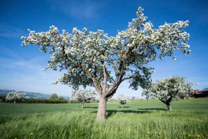 _ur31856_preview Das warme Wetter brachte viele Obstbäume schon zu einer frühen Blüte. (Foto: key), Die Übersicht zeigt die an den einzelnen Messstationen gemessenen Temperaturen. (Grafik: Meteonews), Die Grafik zeigt die Abweichungen im April 2018 gegenüber einem Durchschnitts-April. (Grafik: Meteonews), Eine Besonderheit dieses Aprils waren auch die Pollenstürme. (Foto: key)