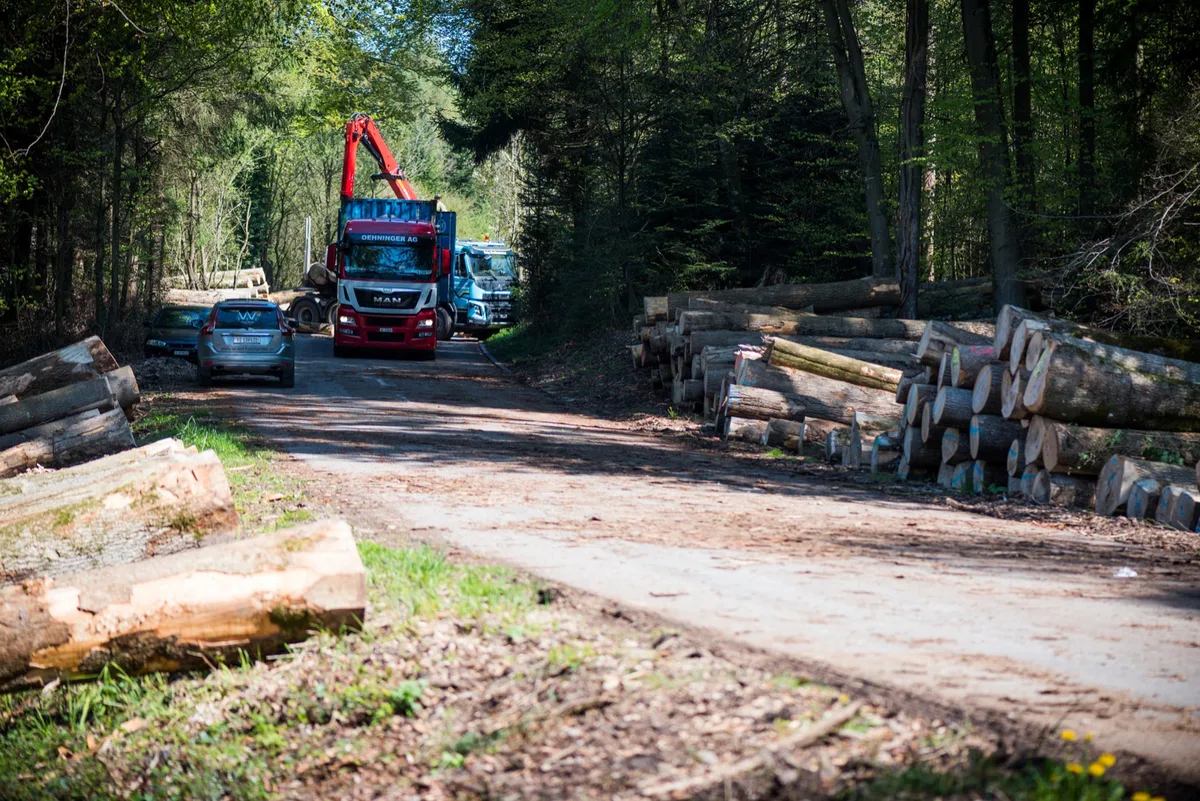 https-zueriost-ch-sites-default-files-elvis-media-2018-06-volketswil_20-04-16_hardwald_fsm_016_preview-jpg Kein guter Platz zum Holzhacken: Der Näniker Hardwald soll nach dem Willen der Ustermer Stimmbürger in seinem Bestand erhalten werden. (Archivfoto: Fabio Meier)