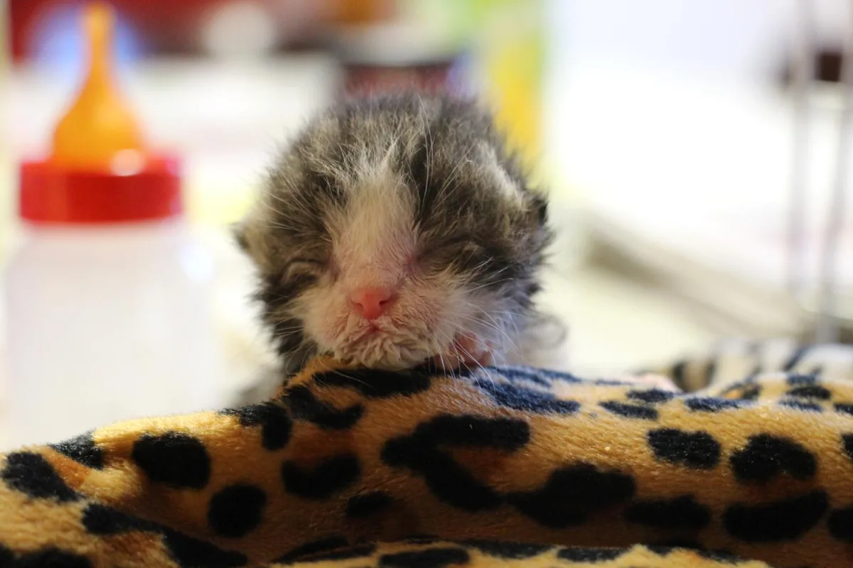 Geschwächt und von Flöhen befallen landete «Yoshi» im Tierheim Pfötli in Winkel., Bei der Ammenmutter erhält das Kätzchen endlich Nestwärme.