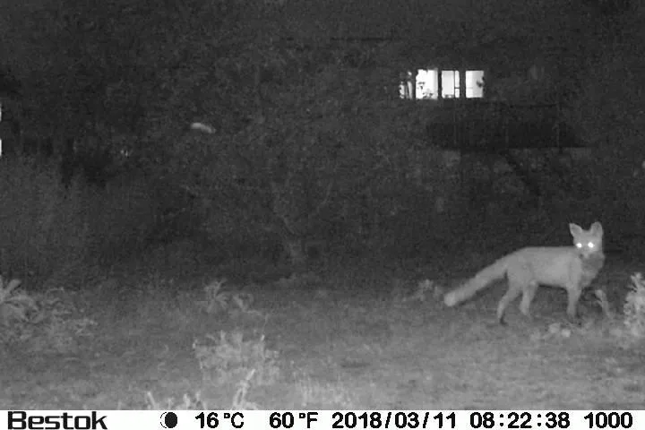 vlcsnap-2018-10-29-17h41m14s386_preview Ein Fuchs, aufgenommen mit einer vom Wildhüter installierten Fotofalle in Dübendorf.