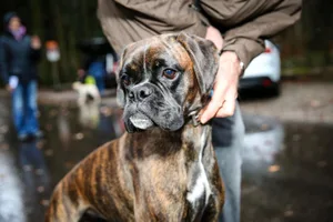 uster_25112017_antigiftko%cc%88derkurs_nag-4_preview Der Besuch von Hundekurse soll nicht mehr obligatorisch sein.