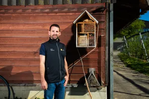 lindau_25042019_bienenhotel_sbo_2_preview David Szalatnay leitet den Bereichs Spezialkulturen am Strickhof., Auf dem Strickhofgelände leben zahlreiche Honigbienenvölker., Die Honigbiene ist im Gegensatz zu manchen Wildbienenarten nicht gefährdet., «Hotels» bieten Wildbienen einen Platz für die Eiablage. , Damit gesunde Bienen darin heranwachsen können, braucht es jedoch Pflege. , Sonst machen sich Parasiten in den Wildbienenhotels breit. , Die Bienenkäferlarve ist eine Gefahr für Wildbieneneier..., ... genauso wie die Taufliege.