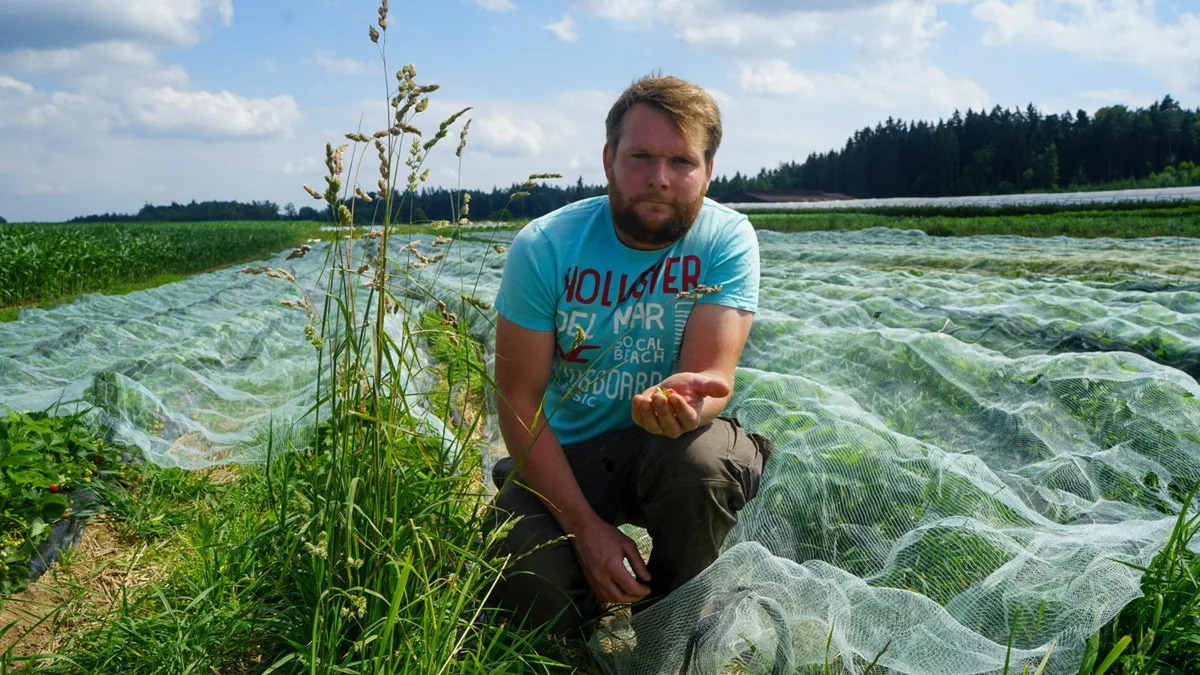 Patrick Vollenweider musste ein Teil seiner Erdbeeren entsorgen, weil sie durch die Sonneneinstrahlung ungeniessbar wurden., Ein Netz soll die verbleibenden Beeren schützen - ein Dach wäre jedoch wirkungsvoller.