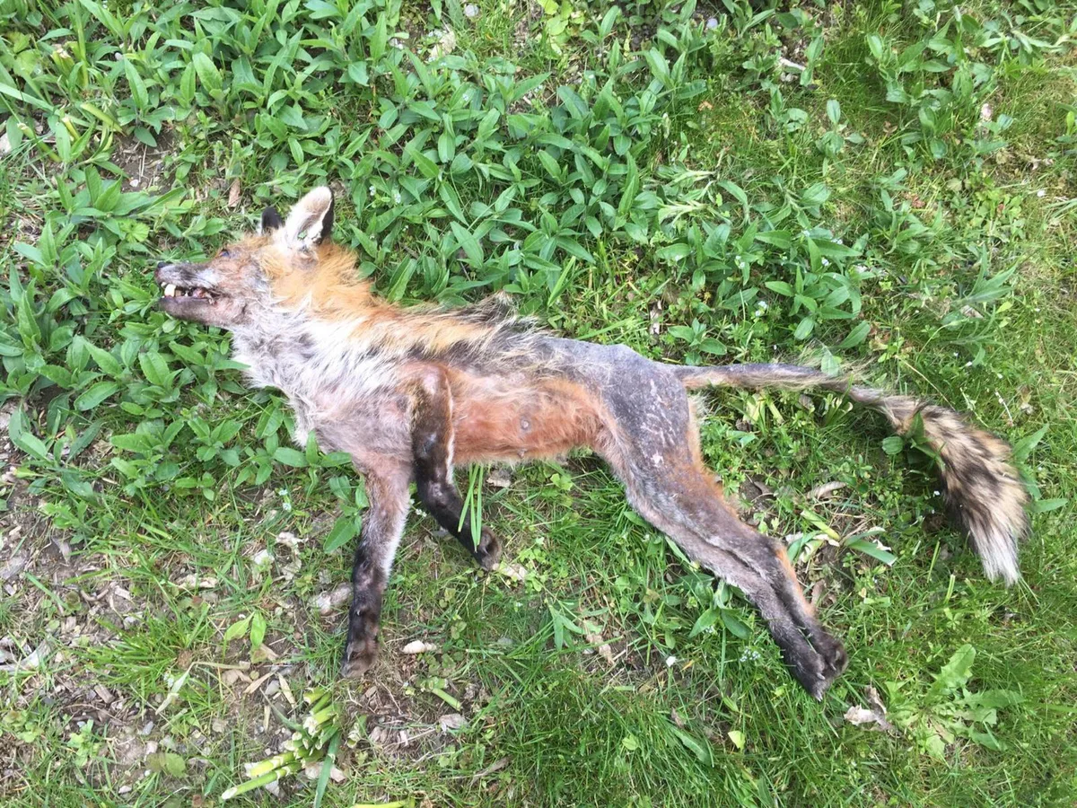 fuchsraeude_maur2_preview Ein Fuchs, der an der Fuchsräude verendet ist., Hier soll sich ein Mann aus Dübendorf mit der Fuchsräude infiziert haben. (Bild: Christian Merz)