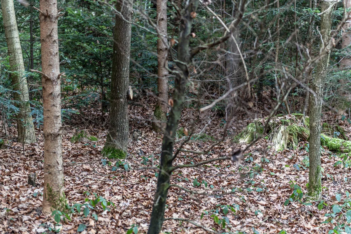 Der Friedhof soll so naturbelassen wie möglich bleiben. (Foto: André Gutzwiller)