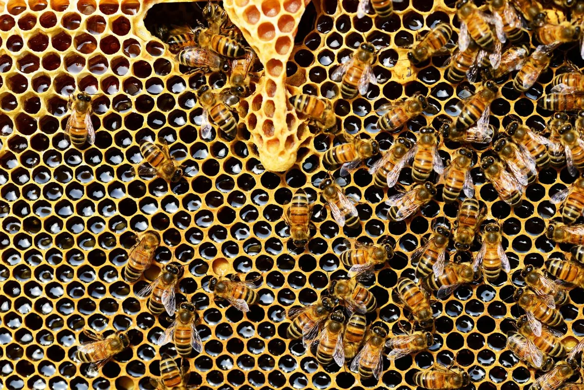 bienen_wabe_honig_pd_preview Die Wintermonate verbringen Honigbienen grösstenteils in ihren Kästen., Nur an milden Tagen kommt es gelegentlich zum Bienenflug., Die Zeit draussen nutzen die Tiere, um ihre Futtervorräte aufzufrischen.