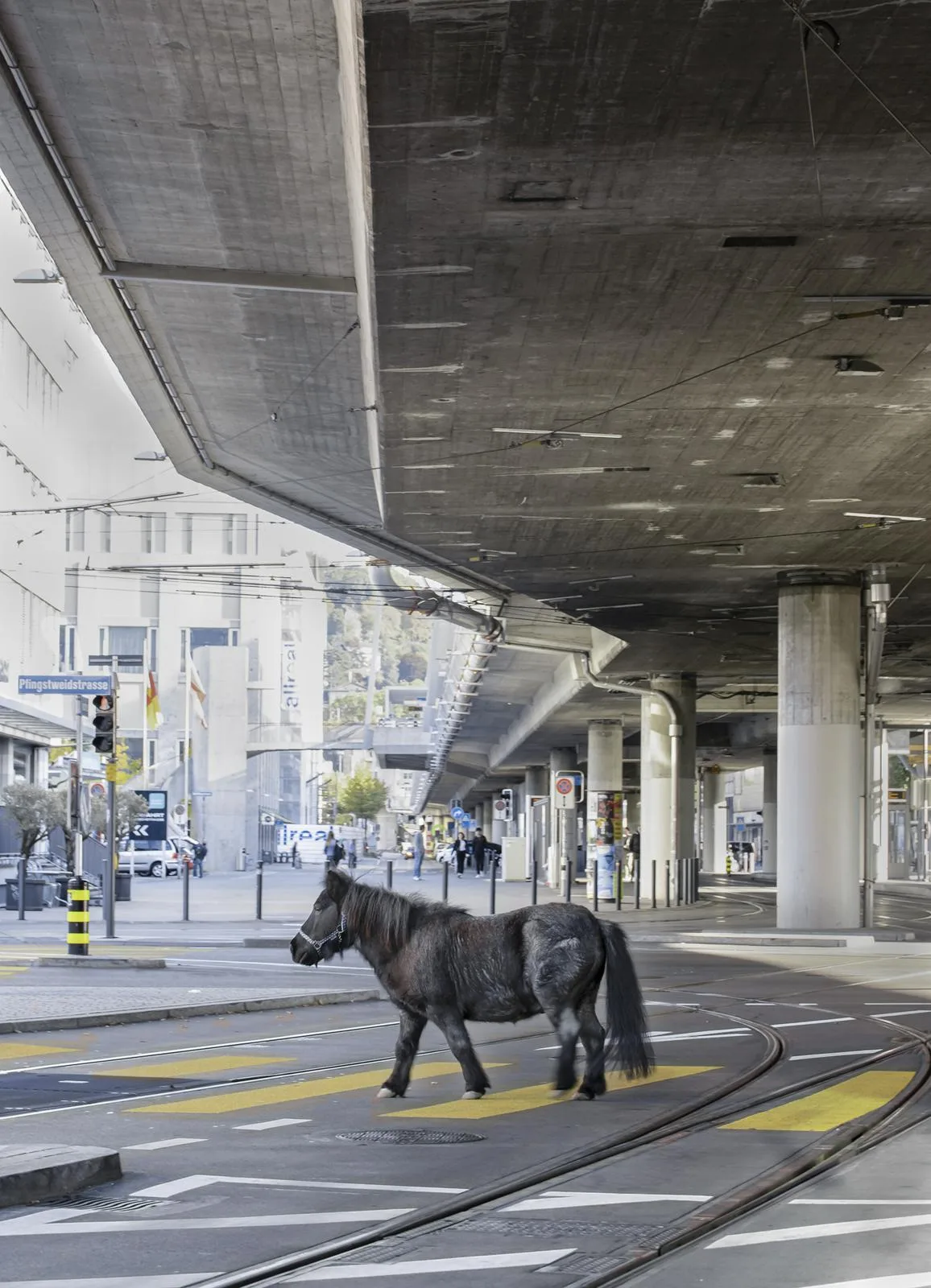 Das Pony bewegt sich seelenruhig in der Grossstadt fort. (Foto: Timur Tekyeli)