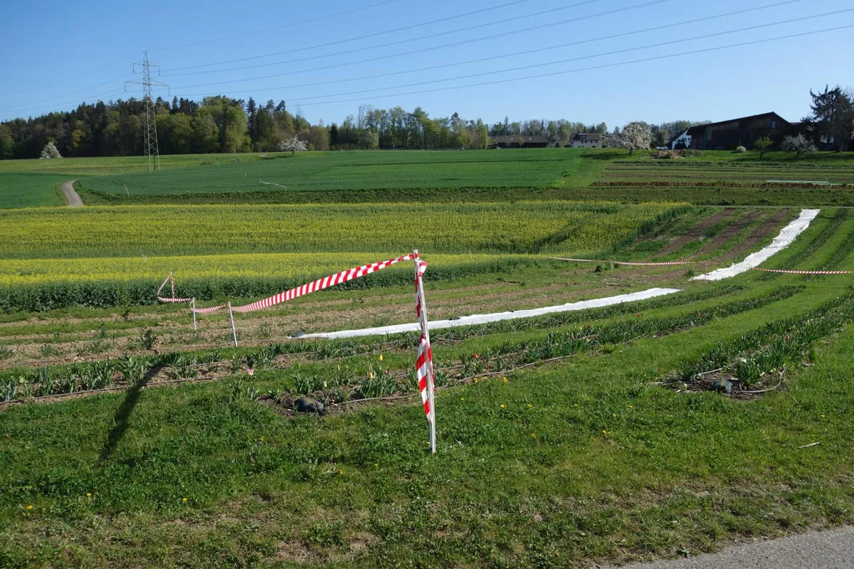 dsc04836_preview Rund 30 Meter breit und 200 Meter lang ist das markierte Autobahn-Trassee bei der Gossauer Aussenwacht Grüt. , Blick vom Hof des Grütner Bauern Martin Schärer auf die Geländemulde, wo das offene Stück der Oberlandautobahn zu liegen käme., Beim «Rinderbrunnen» soll die Oberlandautobahn offen geführt werden., Wo dereinst die Autobahn durchführen könnte, steht heute ein Tulpenfeld.