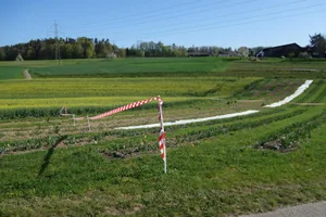 dsc04836_preview Rund 30 Meter breit und 200 Meter lang ist das markierte Autobahn-Trassee bei der Gossauer Aussenwacht Grüt. , Blick vom Hof des Grütner Bauern Martin Schärer auf die Geländemulde, wo das offene Stück der Oberlandautobahn zu liegen käme., Beim «Rinderbrunnen» soll die Oberlandautobahn offen geführt werden., Wo dereinst die Autobahn durchführen könnte, steht heute ein Tulpenfeld.