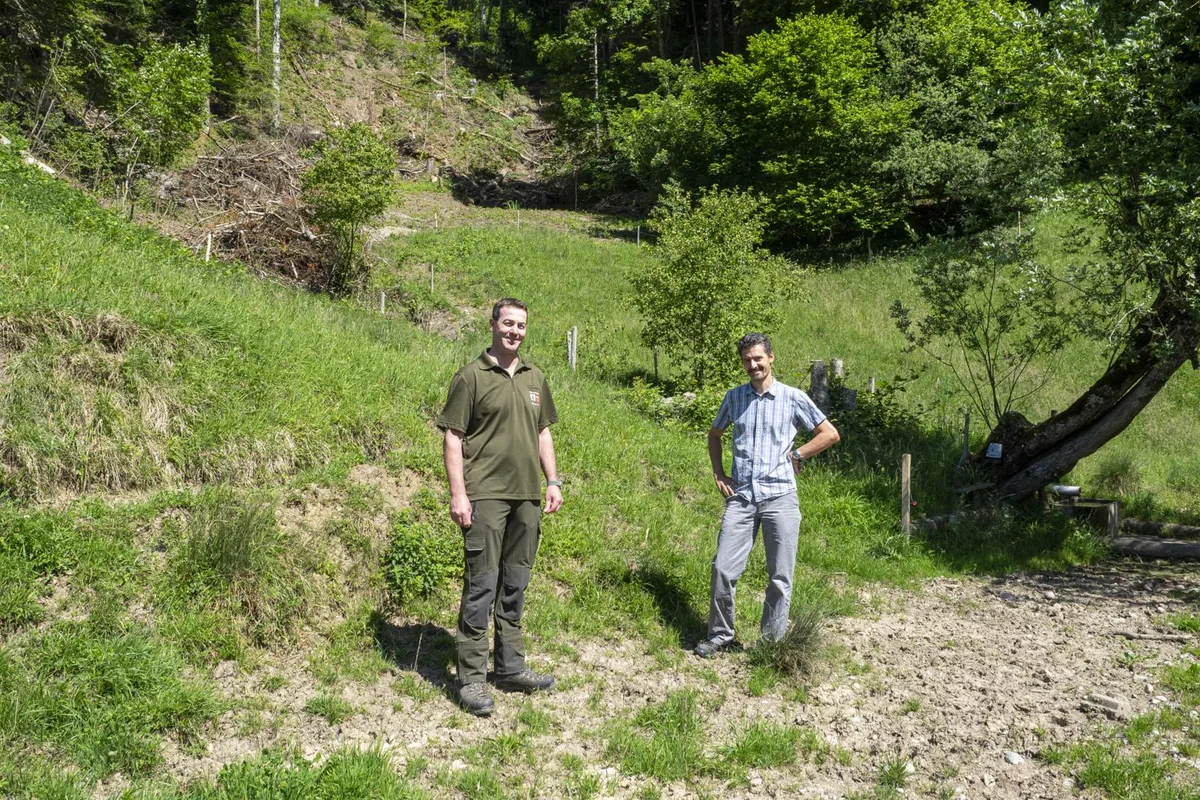 p5270388_preview Förster Jürg Küenzi (links) und Mathias Villiger von BirdLife Zürich realisieren gemeinsam ein Naturschutzprojekt., Dieses setzen sie in den Hundschilen oberhalb von Bauma um., Zum Vergleich: Links der ausgedünnte Wald und rechts der zugewachsene., Auf der geholzten Fläche können nun Licht liebende Sträucher wachsen., In der Weide wurden Hecken angepflanzt als Unterschlüpfe für Kleinsäugetiere., Auch aufgehäufte Äste sollen diesem Zweck dienen., Von dem Projekt soll unter anderem der Trauerschnäpper profitieren …, … aber auch das Braune Langohr.