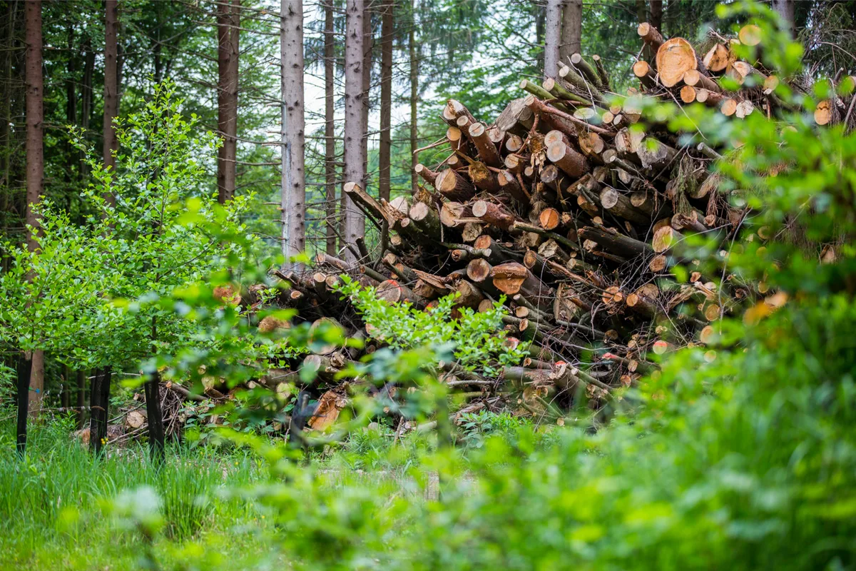 pfaeffikon_19052015_waldschlimpberg_crm_11_preview Die Befürchtungen im Rat, der Illnau-Effretiker Wald könnte an Qualität verlieren, sind gross.
