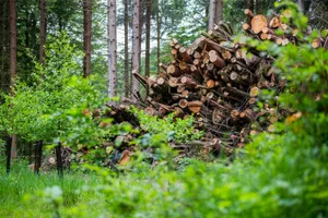 pfaeffikon_19052015_waldschlimpberg_crm_11_preview Die Befürchtungen im Rat, der Illnau-Effretiker Wald könnte an Qualität verlieren, sind gross.