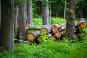 pfaeffikon_19052015_waldschlimpberg_crm_2_preview Wem soll der Illnau-Effretiker Wald in Zukunft gehören?