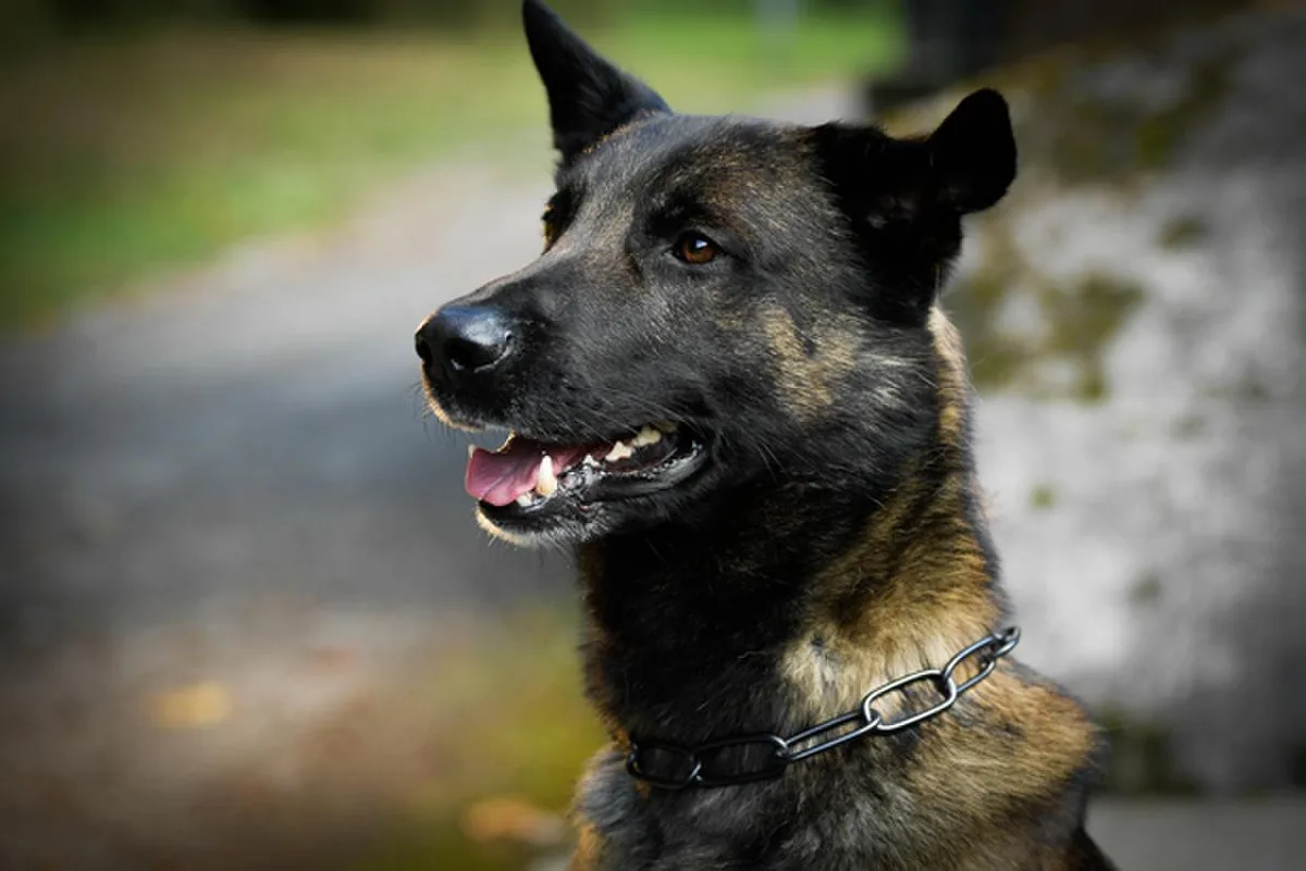 flash_preview Der Betäubungsmittelspürhund der Stadtpolizei Dübendorf war erfolgreich., Er fand bei einer Kontrolle im Grossraum Effretikon mehrere Portionen Kokain., Zudem wurden mehrere Fahrzeuge technisch beanstandet.