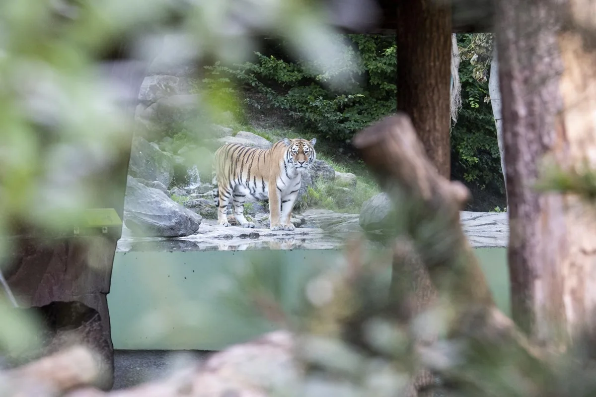 20200704184336167_preview_0 Ein Tiger griff im Zürcher Zoo eine Pflegerin an.