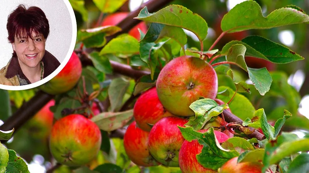 bildkombo_nussbaumer-1_preview Foto: Pixabay/PD