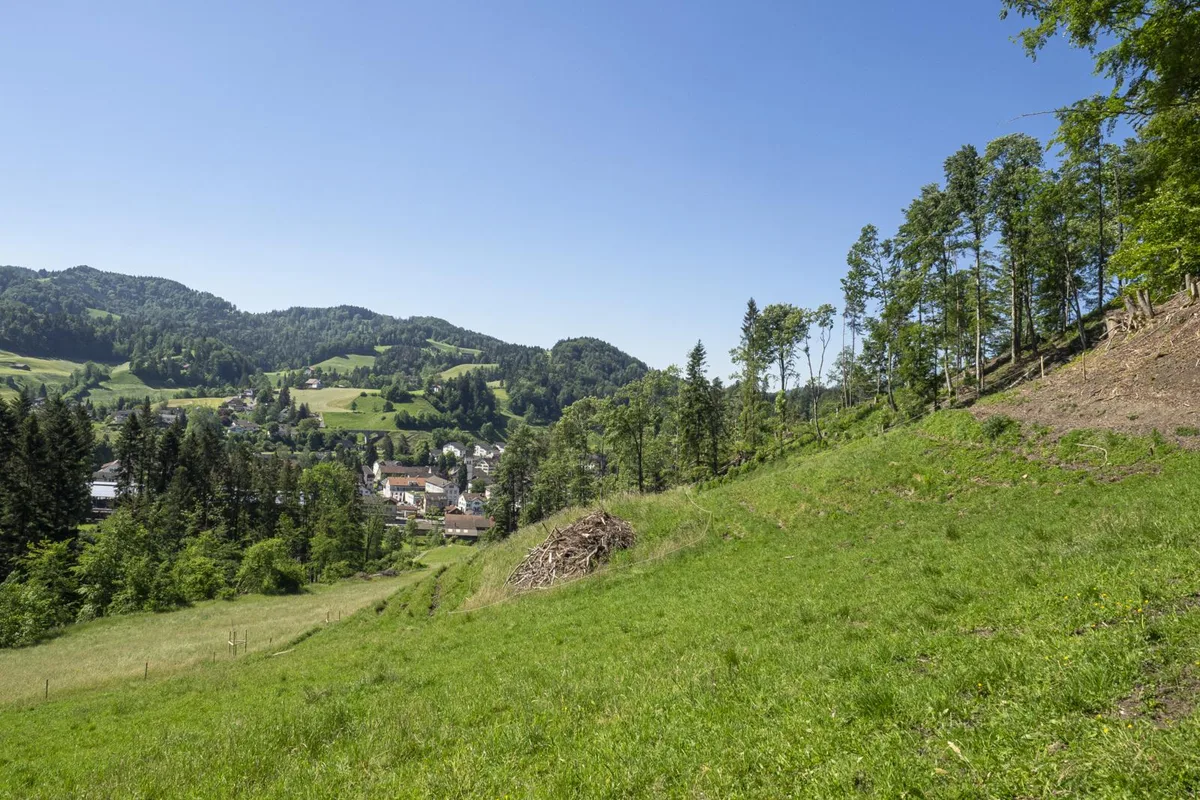 Viel Potenzial für Energieholz: In Bauma bedeckt der Wald mehr als die Hälfte der gesamten Gemeindefläche.
