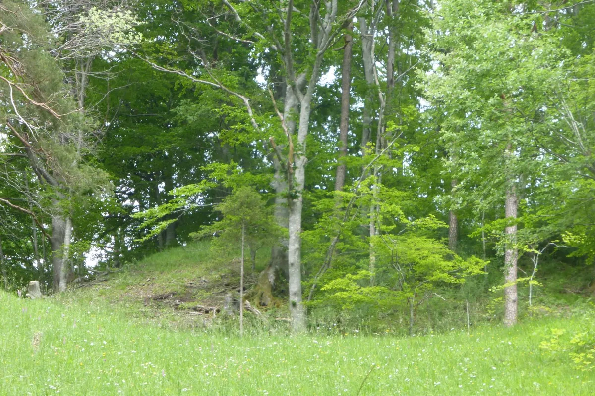 burg%20neu-bichelsee%201_preview Längst hat sich die Natur den Platz zurückerobert, an dem vor knapp 800 Jahren die Burg Neu-Bichelsee stand.