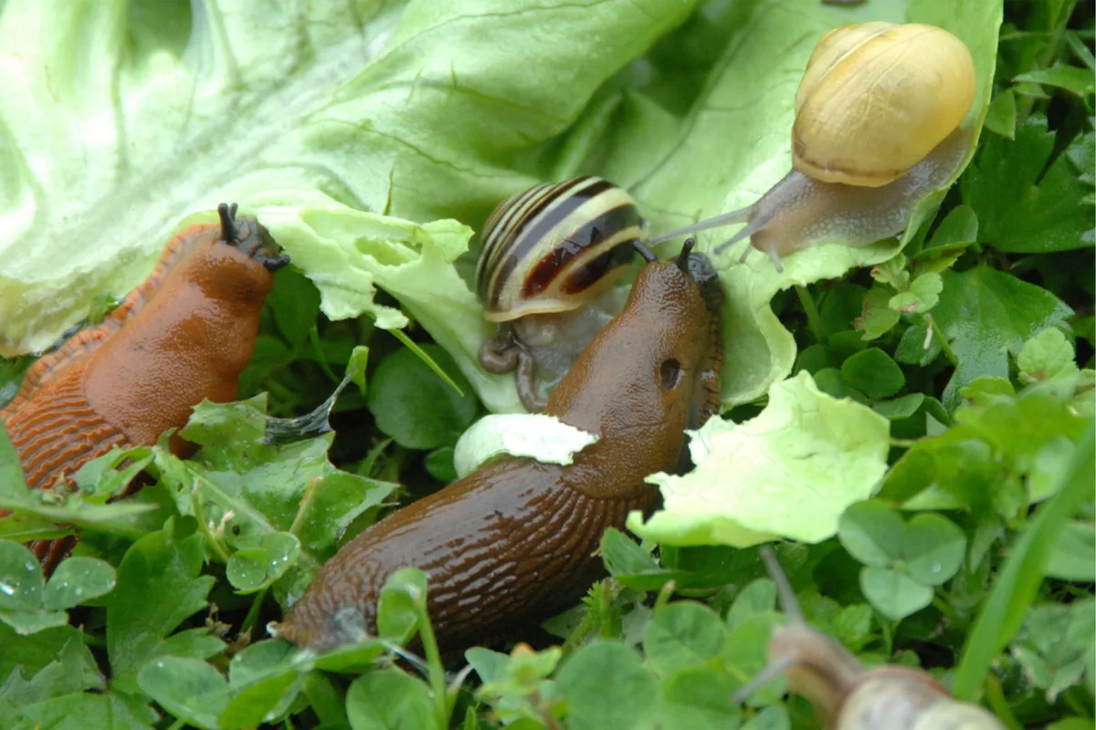Schnecken