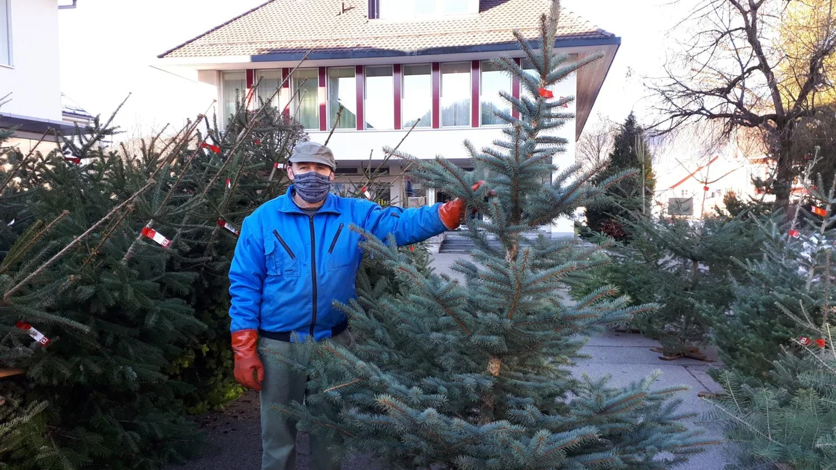 21122020_christbaum_1_bes_preview Hansueli Burri beim Christbaumverkauf auf dem Gemeindeplatz in Turbenthal., Schönheitsfehler erlaubt: Auch Bäume mit beispielsweise zwei Spitzen bietet Burri zum Verkauf an.