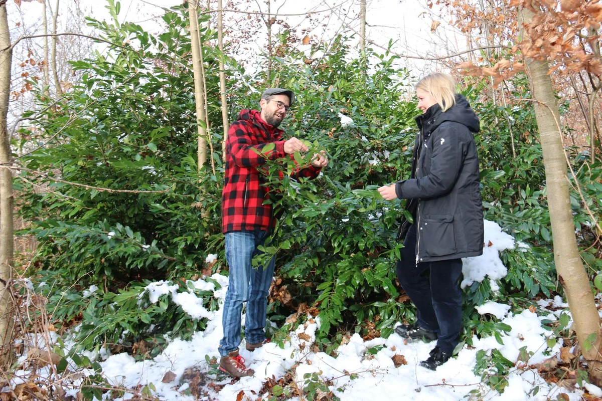 img_5592-1_preview Urs Kamm und Bianca Saladin wollen immergrünen Neophyten den Garaus machen. , Forstingenieur Urs Kamm: «Der Kirschlorbeer verdrängt mit seinem dichten Blätterwerk jeglichen Unterwuchs.» , Die Stechpalme ist ein einheimisches Gewächs und verbreitet sich dank wärmerer Temperaturen.