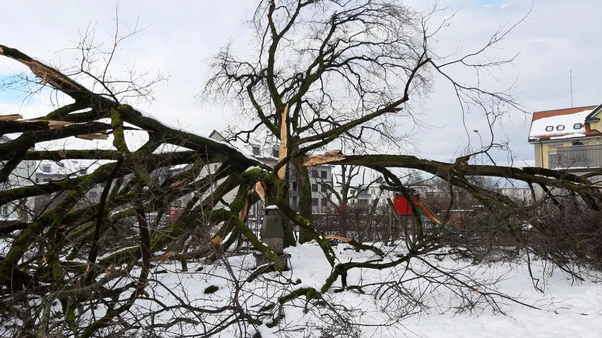 Ein Riese ist geknickt., Der Schnee war zu viel für ihn., Sieben Stockwerke war er hoch., Die Dübendorfer haben mit dem Schnee allerhand zu tun. Hier ensteht ein Schneeberg., Weil der Schnee nicht einfach neben den Strassen aufgetürmt werden kann..., ....wird er derzeit aufwändig weggekarrt.