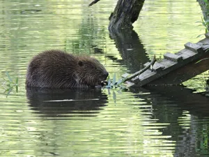 biber_leserbild_preview_0 Dieser Biber wurde 2016 im Zellweger-Weiher mitten in Uster fotografiert., An diesem Gebüsch hat sich der Pfäffikersee-Biber nahe der Aabach-Brücke gütlich getan. , Auch dieses Bild zeigt Frasspuren des Pfäffikersee-Bibers nahe der Aabach-Brücke. , Antonia Zurbuchen, Leiterin des Naturzentrums Pfäffikersee, hat als erste den zugewanderten Biber gesehen. , Urs Wegmann von der Biberfachstelle vor dem Damm, den Biber 2015 am Dübendorfer Dürrbach bauten., Urs Wegmann neben einem Baum mit Biberbissspuren bei der Naturstation Silberweide am Greifensee im 2014., Hier hat sich der Biber am Pfäffikersee gleich einen ganzen Strauch vorgenommen.