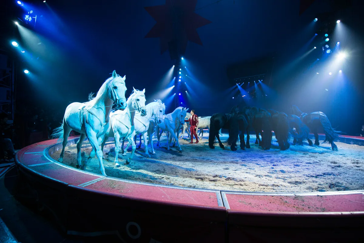 Die Pferde- und all die anderen neuen Nummern im Circus Knie sind noch nicht ab März zu sehen.