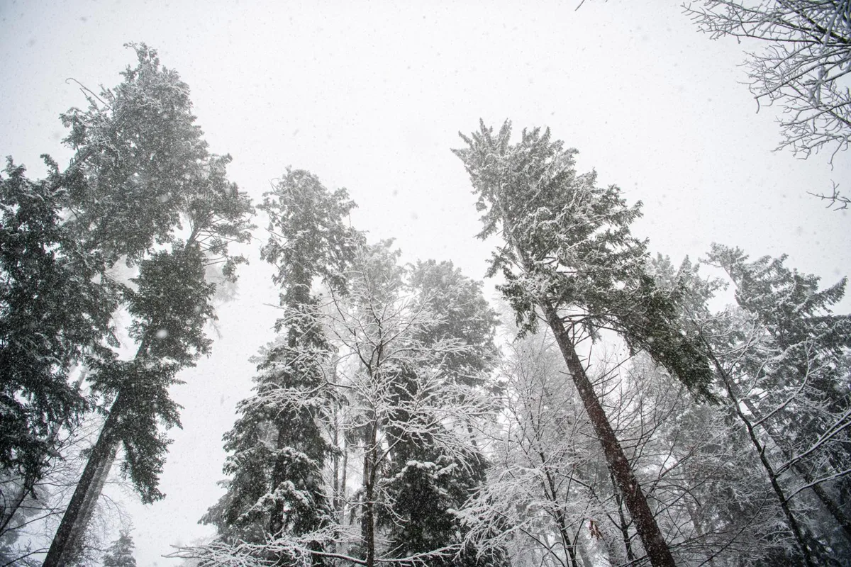 Am Donnerstag könnte es wieder 10 Zentimeter Neuschnee geben.