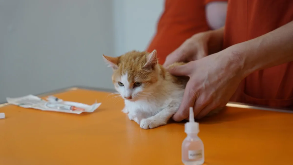 dsc03396_preview Auch Tiere von mittellosen Haltern sollen Zugang zur medizinischen Grundversorgung haben.