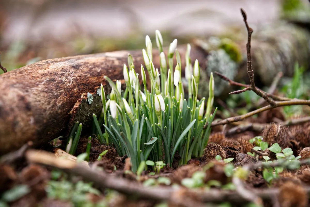 Nach dem Kälteeinbruch folgt nun eine Frühlingswoche im Oberland.