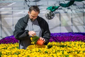 fehraltorf_08042021_speiseblumenfrey_sbo_12_preview Seit 14 Jahren kümmert sich David Frey um seine Speiseblumen. , Die heikle Pflege gibt er dabei nicht gerne ab. , So pflegt er die hunderten von Veilchen..., ... die im Triebhaus in verschiedensten Farben strahlen. , Auch farbige Gänseblümchen, Nelken, Margeriten oder Geranien wachsen hier im Laufe des Jahres.
