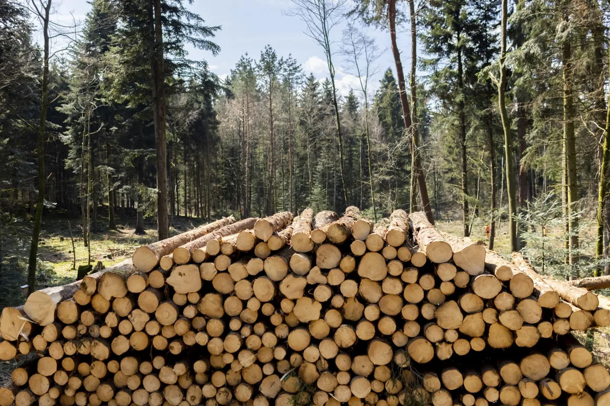 hinwil_21042021_holzschlag_crm_2_preview_0 Der Wärmeverbund will Energie aus heimischem Holz erzeugen.