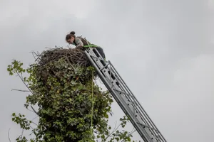 uster_07062021_storch_crm_1_preview Storchen-Rangerin Maria Rohrer beringt mit der Leiter der Feuerwehr die Jungstörche in Greifensee., Für die Aktion war die Feuerwehr Greifensee im Einsatz., Dieser Plastikring wird den Störchen angelegt., Die jungen Störche stellen sich tot, wenn sich ein potentieller Feind nähert., Die Eltern lassen ihre Brut in so einem Fall im Stich., Sie kehren erst zurück, wenn sich die Lage rund ums Nest beruhigt hat.