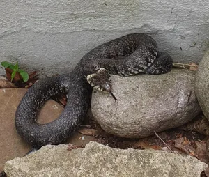 ringelnatter2_preview Obwohl die Ringelnatter im Oberland die häufigste Schlangenart ist, steht sie auf der Roten Liste der bedrohten Tiere., Andreas Meyer vom Fachbereich Reptilien der Infofauna Schweiz erklärt, wie man sich bei einer solchen Begegnung verhalten sollte