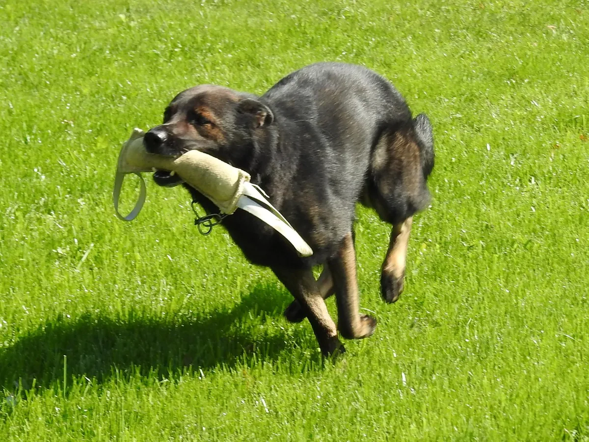 060921_ogschauenberg_4_wir_preview Viel Dynamik beim Apportieren: Der Schäferhund darf erst auf Kommando starten., Die OG Schauenberg bietet Ausbildung für alle Hunderassen an., Der Schäferhund im Hintergrund ist voll konzentriert und lässt sich nicht ablenken., Das Übungsgelände der OG Schauenberg an der Hinterdorfstrasse in Zell gehört dem Verein., Zum Gelände gehört auch eine Clubhütte mit grossem Sitzplatz, der zu einer Festwirtschaft gestaltet wurde., Die zehn Punkte zur Einsteigerprüfung aufgelistet., Ein Alphornbläser unterhielt die Anwesenden mit seiner Kunst., Am Posten «Nasenarbeit» galt es, versteckte Leckerlis zu finden., Regi Candrians Beauceron-Hündin hat keine Probleme beim Überwinden von Hindernissen