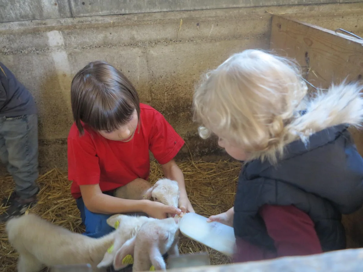 28092021_genusswoche_bre_1_preview Während des Rundgangs bei «Lamm from Schmidrüti» dürfen die Kinder die Lämmer mit dem Schoppen füttern., Die Lämmer sind erst vor Kurzem zur Welt gekommen., Der Bauernbetrieb konnte während der Genusswoche besichtigt werden., Die Betreiber Andri und Patrizia Furrer setzen auf Bio und Nachhaltigkeit., Auf dem Hof leben rund 160 französische Milchschafe.