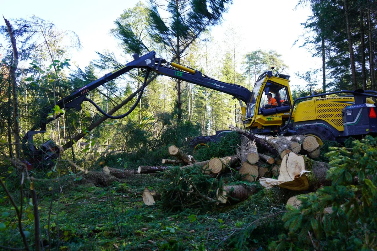 Mit schwerem Gerät: Christian Muggler fällt mit dem Harvester eine Fichte im Rütiwald., Die 20 Tonnen schwere Maschine erntet die Bäume, entastet und zersägt sie vollautomatisch. , Anschliessend werden sie von einem Forwarder abtransportiert.
