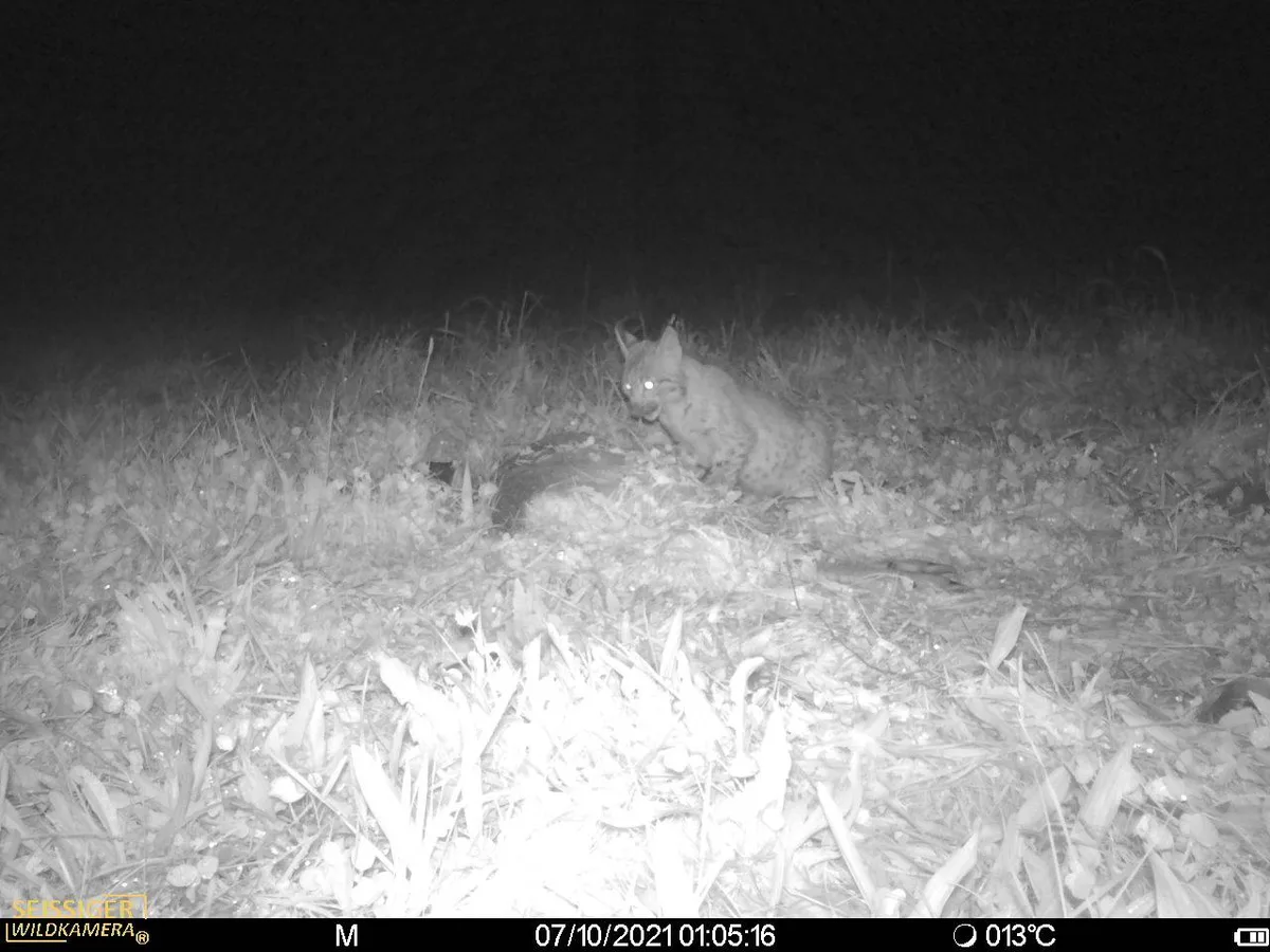 Hier wurde der junge Luchs beim Fressen eines toten Rehs in Bäretswil beobachtet.