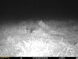 https-zueriost-ch-sites-default-files-elvis-media-2021-10-imag0248_preview_0-jpg Hier wurde der junge Luchs beim Fressen eines toten Rehs in Bäretswil beobachtet.