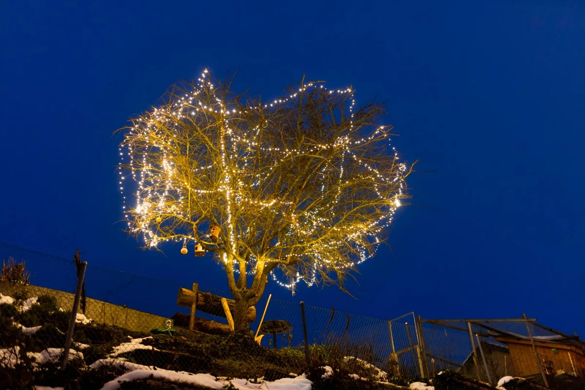 Das Foto zeigt einen baum, an dem Weihnachtsdekoration hängt.