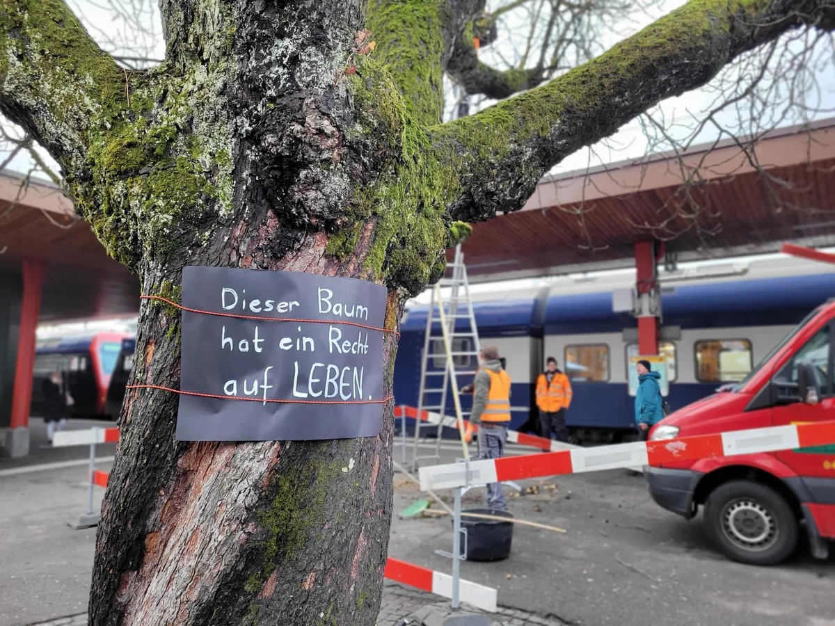 Das Bild zeigt die Rosskastanie am Bahnhof Wetzikon mit einem Schild des Naturschutzvereins zum Erhalt des Baumes.