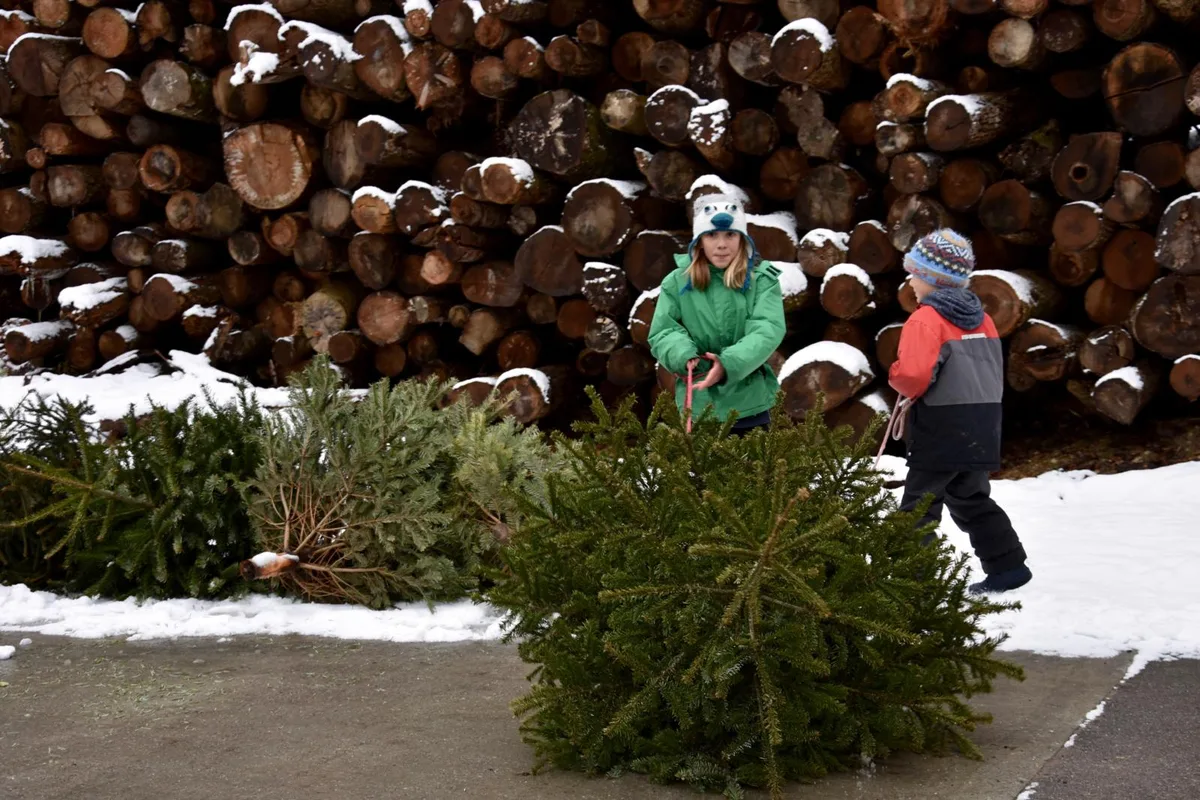 christbaumschredderete_rikon_silvannorameister_7_mav_preview In Rikon hat am Samstag die Christbaum-Schredderete stattgefunden., Die Einwohnerinnen und Einwohner konnten ihre Bäumchen bei der Heizzentrale vorbeibringen., Dort wurden die Tännchen zu Schnitzeln für die Heizung verarbeitet., Dabei durften Spass ..., ... und Geselligkeit ebenfalls nicht zu kurz kommen.