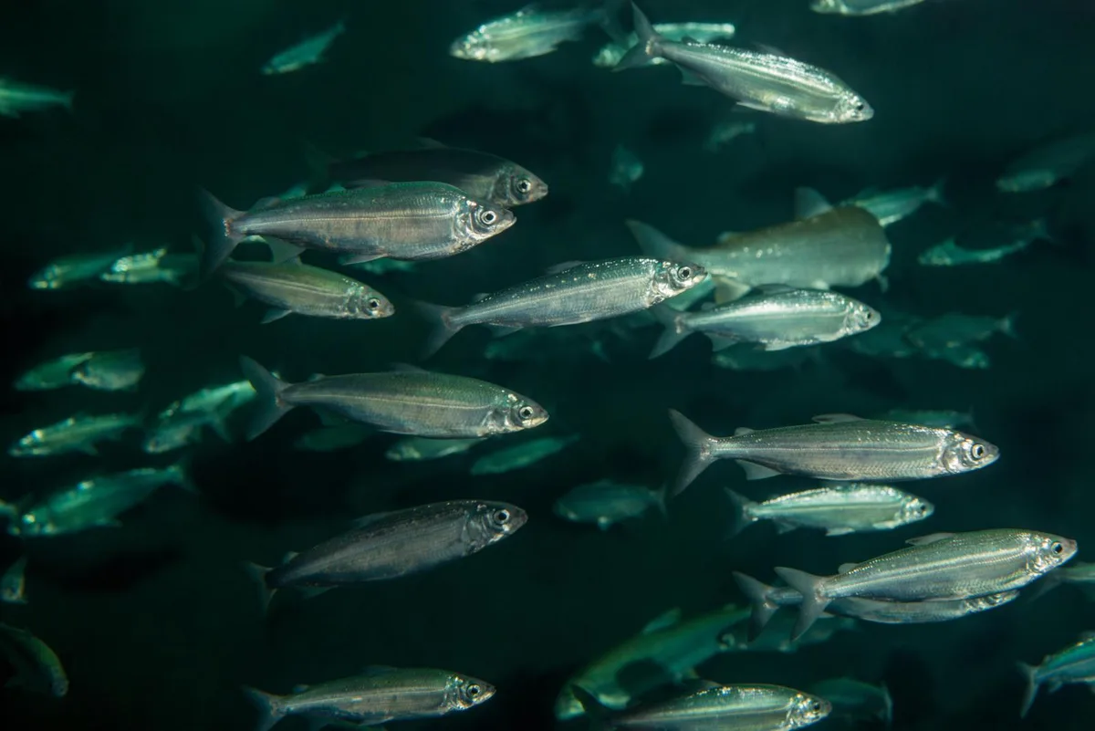 felche_schwarm_preview_0 Felchen: Einer der beliebtesten Fisch der Schweiz.