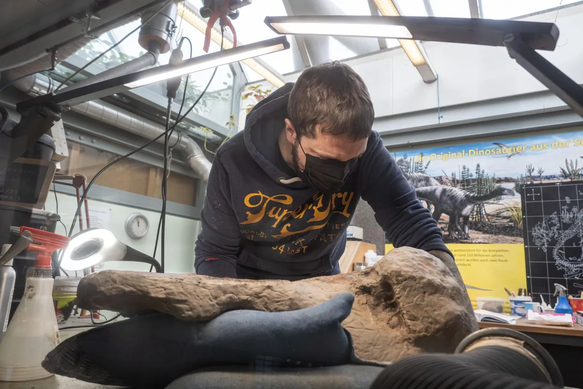 22022022-sauriermuseum-willard-agy-10_preview Im Sauriermuseum Aathal präparieren Profis derzeit die Knochen des Triceratops Willard., Yolanda Schicker-Siber leitet die Arbeiten., Artgenosse: Ein Triceratops-Schädel im Museum zeigt, wie Willard einst ausgesehen hat., Das Labor ist für die Museumsbesucher zugänglich. Sie können den Präparatoren bei der Arbeit zuschauen., Bei der Präparation kommt unter anderem ein Druckluft-Stichel zum Einsatz., Ausserdem werden die Knochen mit dem Sandstrahler bearbeitet., Im Vergleich: Links ein Knochen, der noch ganz im Gestein drin ist, rechts ein fertig präparierter Knochen., Im Labor lagern verschiedene präparierte Überreste von Willard, zum Beispiel sein Beckenknochen., Hungrige Artgenossen: Willards Knochen weisen teilweise deutliche Bissspuren auf.
