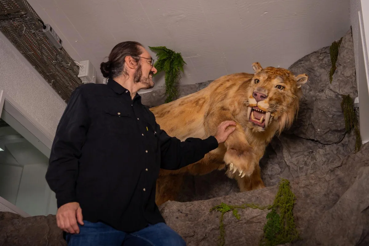 Vincent Escriba mit seiner neusten Errungenschaft: Ein lebensgrosser Säbelzahntiger. , Das Tier ist ab sofort in der Steinzeitausstellung im Indian Land Museum zu sehen. , Im Museum werden laufend neue Objekte ausgestellt.